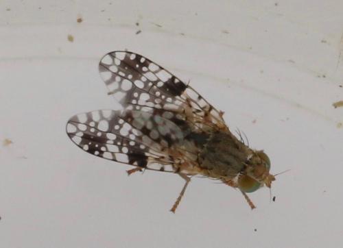 Réf. 323 592 : Tephritis matricariae